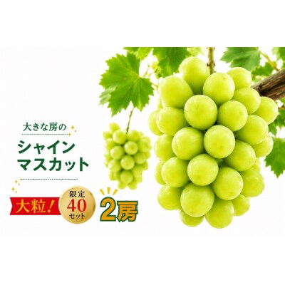 【2026年発送】 シャインマスカット 2房 大房 甘い 贈答 数量限定 産地直送 送料無料