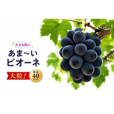 【2026年発送】 ピオーネ 3〜5房 約2kg 甘い 贈答 数量限定 産地直送 種無し