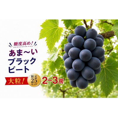 【2026年発送】 ブラックビート 2〜3房 約1kg 甘い 贈答 数量限定 産地直送 種無し
