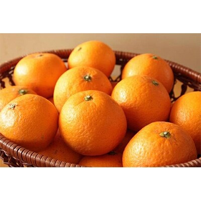 高級清見オレンジ5kg(サイズおまかせ)