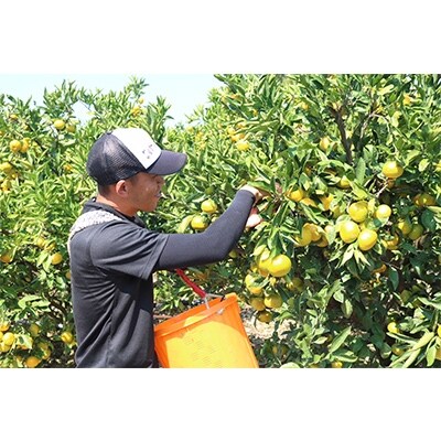 先行受付【まごころ手選別】和歌山の有田みかん(極早生) 化粧箱入り約5kgSサイズ
