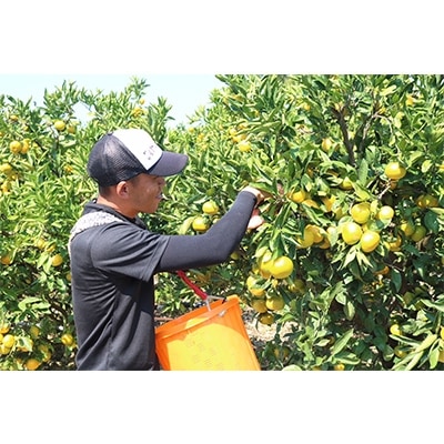 先行受付【まごころ手選別】和歌山の有田みかん(極早生) 化粧箱入り約5kgMサイズ