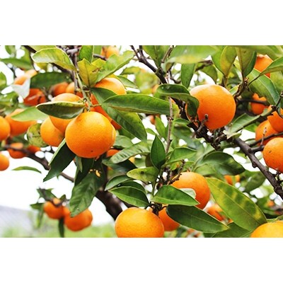 有田産みかん10kg(Mサイズ、Lサイズ)どちらかおまかせ