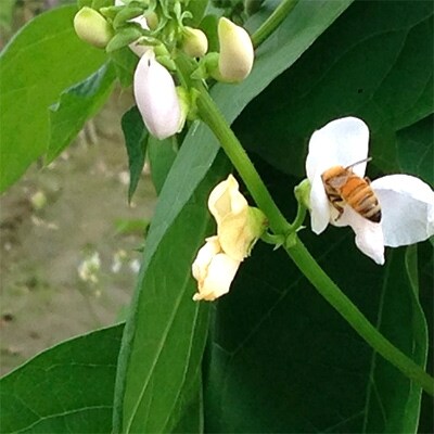 北の大地で採れたまんまの白花豆蜂蜜 200g3本セット