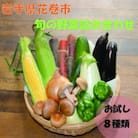 旬の新鮮野菜セット お試し8種類 野菜セットA 詰め合わせ