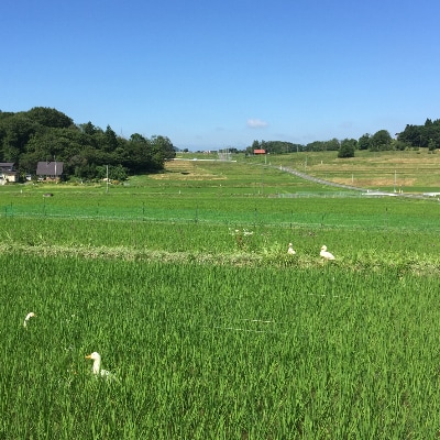 合鴨農法で育てたひばり農園の玄米(りくう132号) 5kg