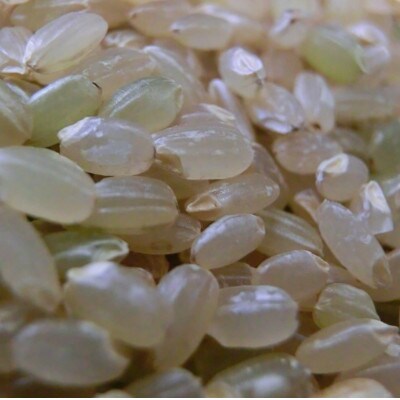 【夏便り】「残留農薬0の米(R)」玄米2kg+麹甘酒2種650g おためしセット(冷蔵)