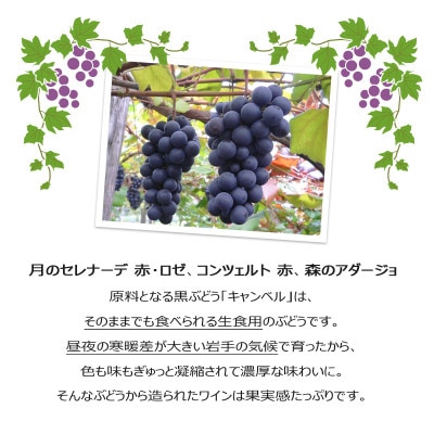 ハーフサイズ勢揃い8本セット