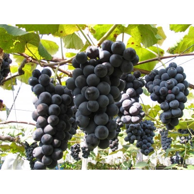 エーデルワイン　人気辛口ワイン厳選4本セット【コンツェルト(赤・白)・神楽(赤)・五月長根(白)】