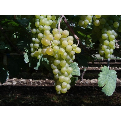 エーデルワイン　人気辛口ワイン厳選4本セット【コンツェルト(赤・白)・神楽(赤)・五月長根(白)】