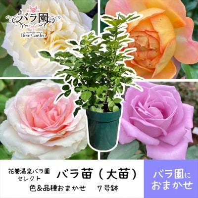 <2025年3月より発送>花巻温泉バラ園で育った「バラ大苗」7号サイズ -園長におまかせ-