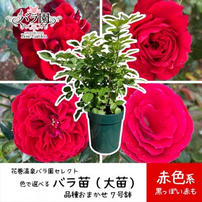 <2025年3月より発送>花巻温泉バラ園で育った「バラ大苗」7号サイズ -赤-