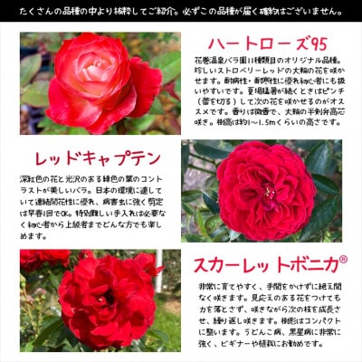 <2025年3月より発送>花巻温泉バラ園で育った「バラ大苗」7号サイズ -赤-