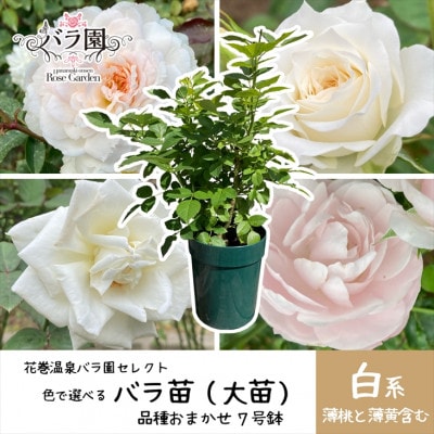 <2025年3月より発送>花巻温泉バラ園で育った「バラ大苗」7号サイズ -白-