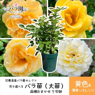 <2025年3月より発送>花巻温泉バラ園で育った「バラ大苗」7号サイズ -黄-