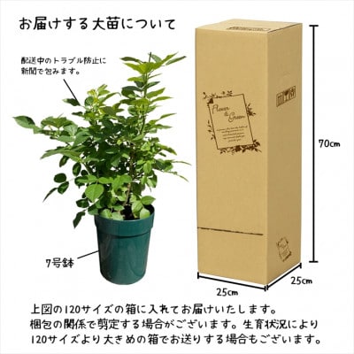 <2025年3月より発送>花巻温泉バラ園で育った「バラ大苗」7号サイズ -黄-