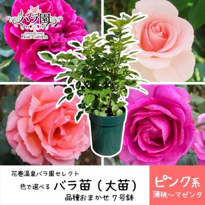 <2025年3月より発送>花巻温泉バラ園で育った「バラ大苗」7号サイズ -ピンク-