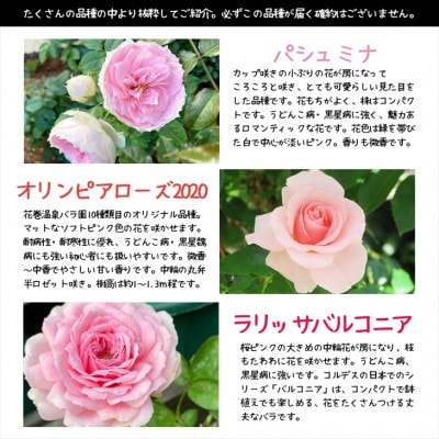 <2025年3月より発送>花巻温泉バラ園で育った「バラ大苗」7号サイズ -ピンク-