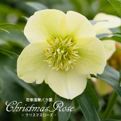 花巻温泉バラ園で育った「クリスマスローズ」苗<2025年2月上旬より順次発送>