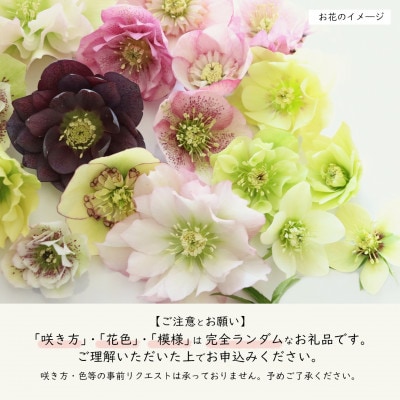 花巻温泉バラ園で育った「クリスマスローズ」苗<2025年2月上旬より順次発送>