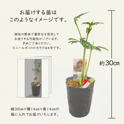 花巻温泉バラ園で育った「クリスマスローズ」苗<2025年2月上旬より順次発送>