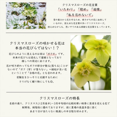 花巻温泉バラ園で育った「クリスマスローズ」苗<2025年2月上旬より順次発送>