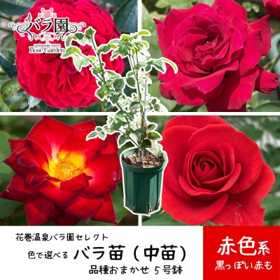 <2025年7月より発送>花巻温泉バラ園で育った「バラ中苗」5号サイズ -赤-