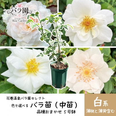 <2025年7月より発送>花巻温泉バラ園で育った「バラ中苗」5号サイズ -白-