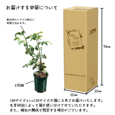 <2025年7月より発送>花巻温泉バラ園で育った「バラ中苗」5号サイズ -白-