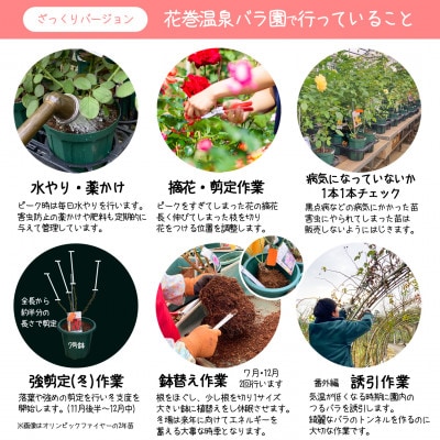 <2025年7月より発送>花巻温泉バラ園で育った「バラ中苗」5号サイズ -白-