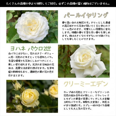 <2025年7月より発送>花巻温泉バラ園で育った「バラ中苗」5号サイズ -白-