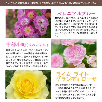 花巻温泉バラ園で育った「つるバラ大苗」7号サイズ -園長におまかせ-