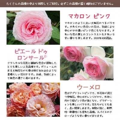 花巻温泉バラ園で育った「つるバラ大苗」7号サイズ -ピンク-