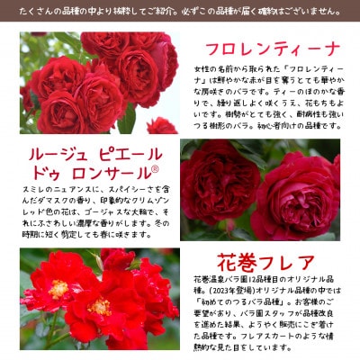 花巻温泉バラ園で育った「つるバラ大苗」7号サイズ -赤-