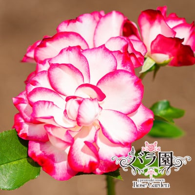 花巻温泉バラ園 オリジナル品種「ホリデー花巻」新苗 <2025年6月より随時発送>