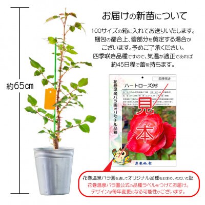 花巻温泉バラ園 オリジナル品種「ホリデー花巻」新苗 <2025年6月より随時発送>
