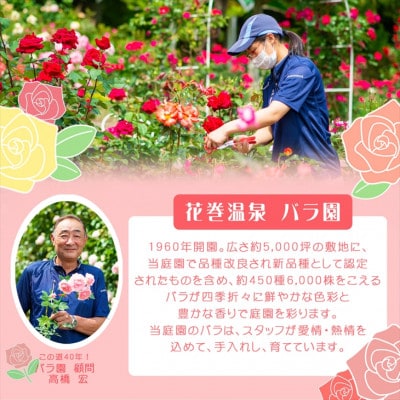 花巻温泉バラ園 オリジナル品種「ホリデー花巻」新苗 <2025年6月より随時発送>