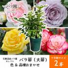 花巻温泉バラ園で育った「バラ大苗」7号サイズ -色・品種おまかせ- 2本セット