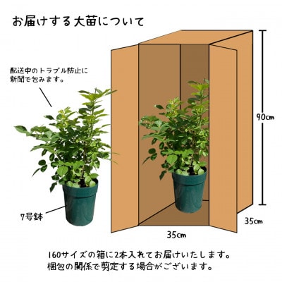 花巻温泉バラ園で育った「バラ大苗」7号サイズ -色・品種おまかせ- 2本セット