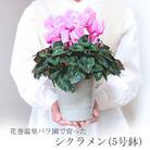 花巻温泉バラ園で育った「シクラメン」5号鉢 <2025年11月より順次発送>
