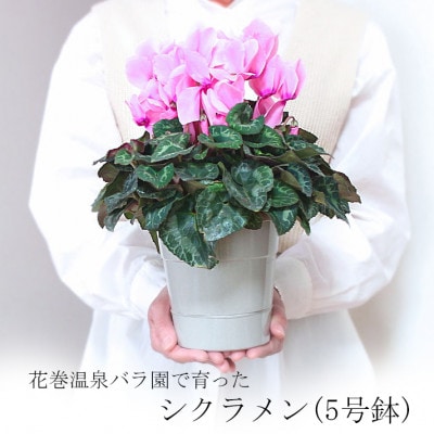花巻温泉バラ園で育った「シクラメン」5号鉢 <2025年11月より順次発送>