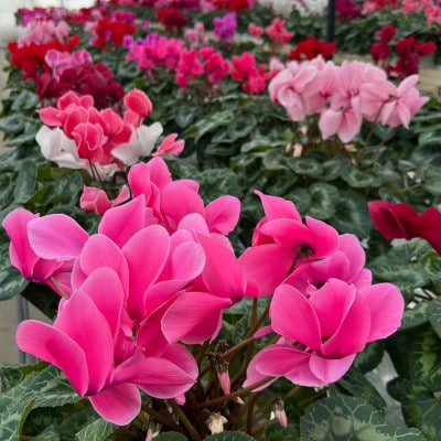 花巻温泉バラ園で育った「シクラメン」5号鉢 <2025年11月より順次発送>