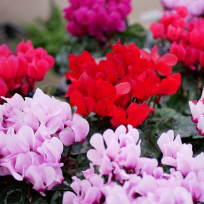 花巻温泉バラ園で育った「シクラメン」5号鉢 <2025年11月より順次発送>