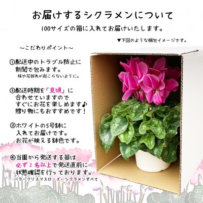 花巻温泉バラ園で育った「シクラメン」5号鉢 <2025年11月より順次発送>