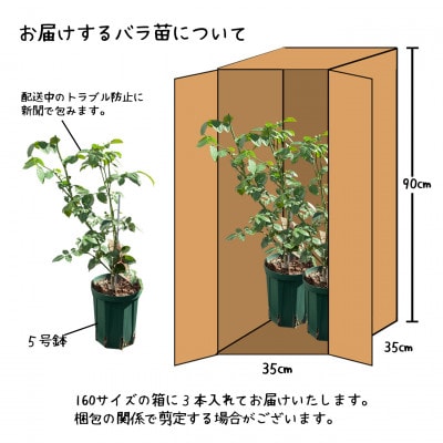 【3本セット】花巻温泉バラ園で育ったバラ中苗 5号サイズ