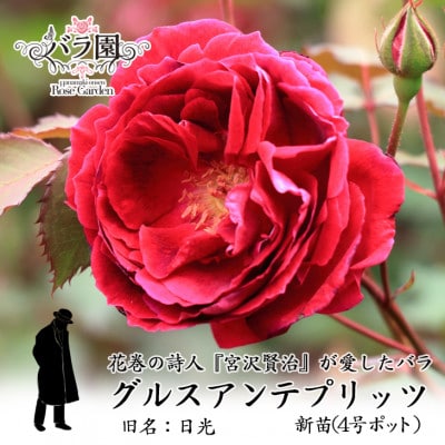 宮沢賢治が愛したバラ「グルスアンテプリッツ」新苗【2026年6月より順次発送】