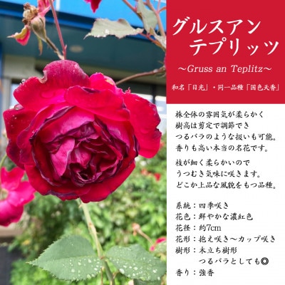 宮沢賢治が愛したバラ「グルスアンテプリッツ」新苗【2026年6月より順次発送】