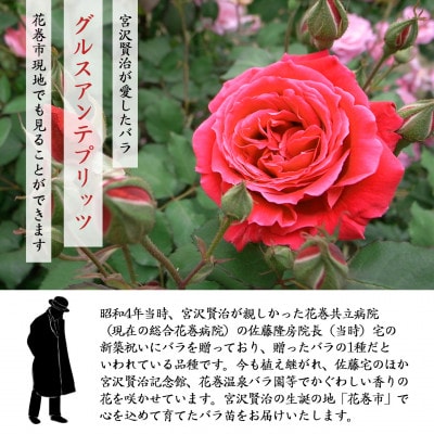 宮沢賢治が愛したバラ「グルスアンテプリッツ」新苗【2026年6月より順次発送】