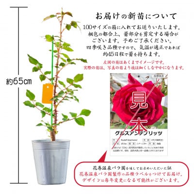 宮沢賢治が愛したバラ「グルスアンテプリッツ」新苗【2026年6月より順次発送】
