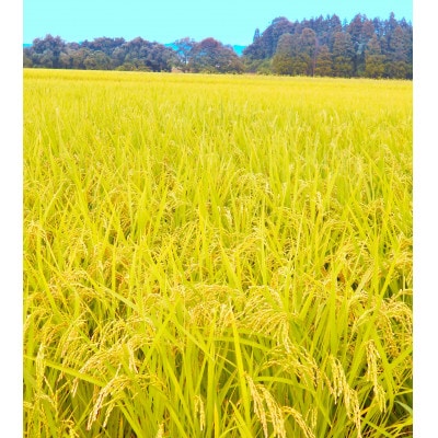 【毎月定期便】岩手花巻産「健土健米」ひとめぼれ　10kg(5kg×2袋)全3回